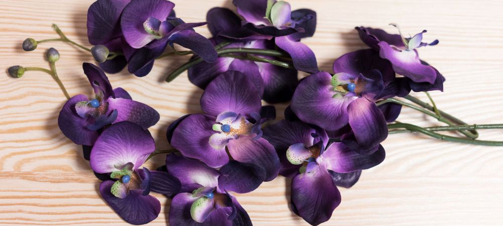Blumensymbolik Blumensymbolik