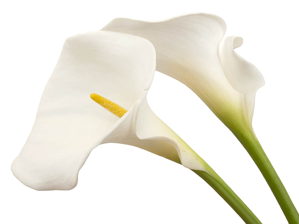 CALLA