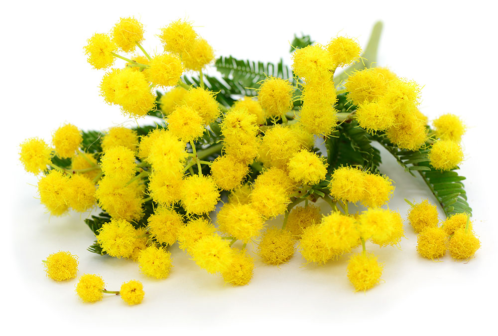 MIMOSE